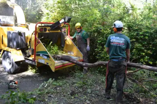 tree services Halstead